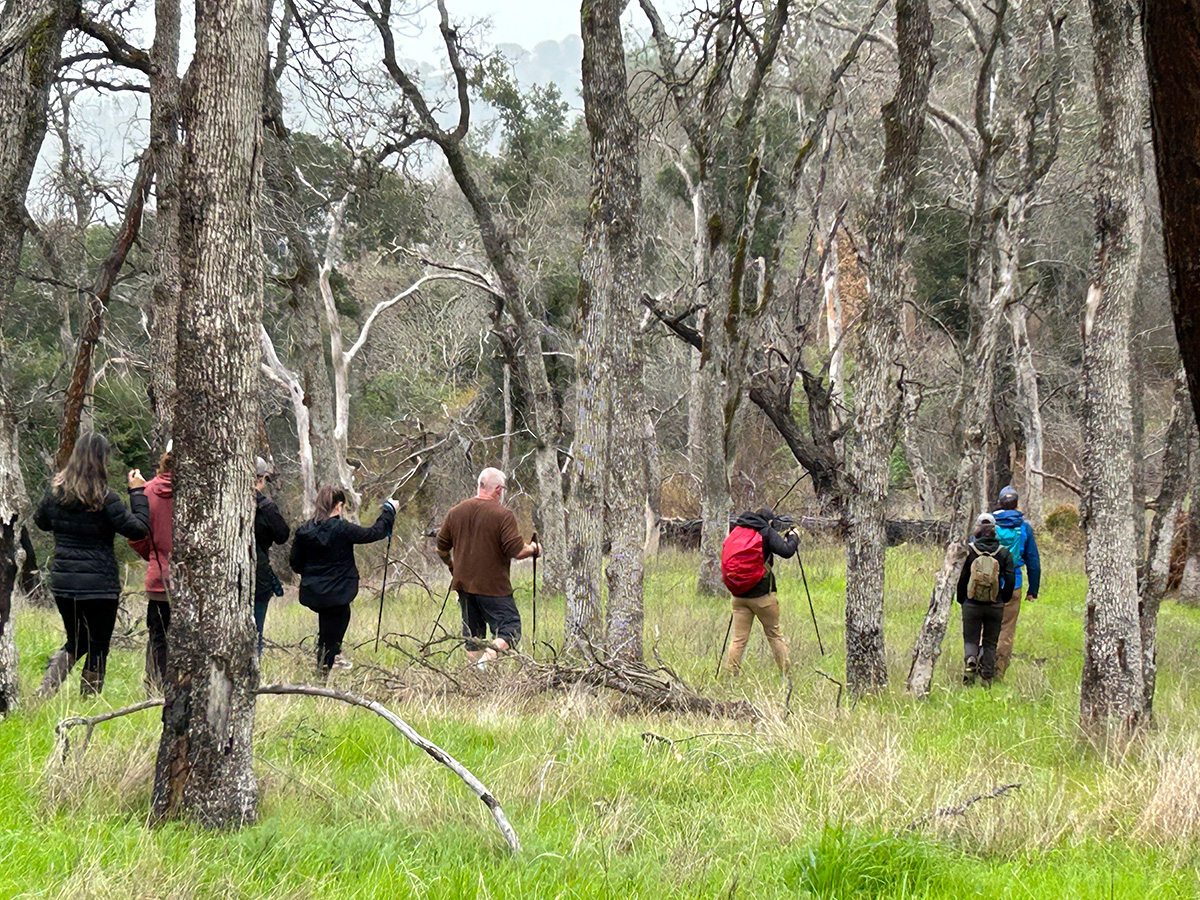 Save Mount Diablo staff hike through the trees at Ginochio Schwendel Ranch