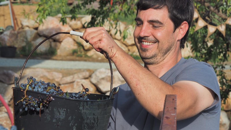 One of the workers from La Vinyeta Cellar (Mollet de Peralada) harvesting grapes with a big smile on his face in Costa Brava