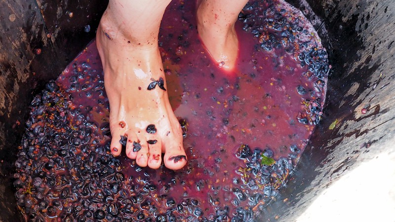 Close up shot of Audrey Bergner's (aka That Backpacker) feet stomping on grapes at La Vinyeta Cellar 